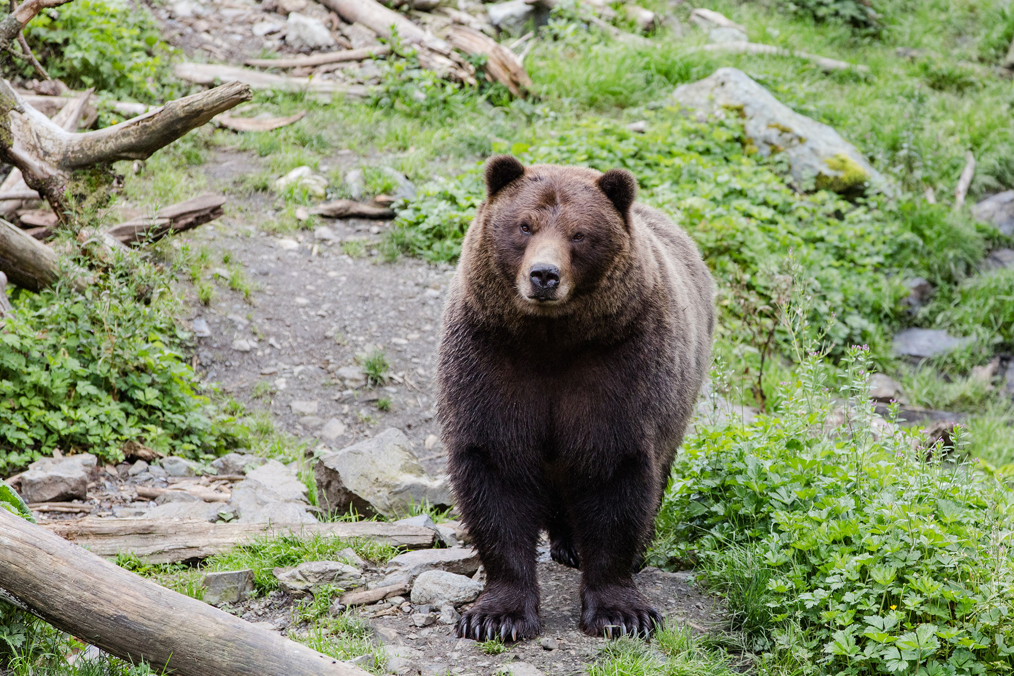 Brown bear surrounded by greenery and fallen logs in a forest setting.