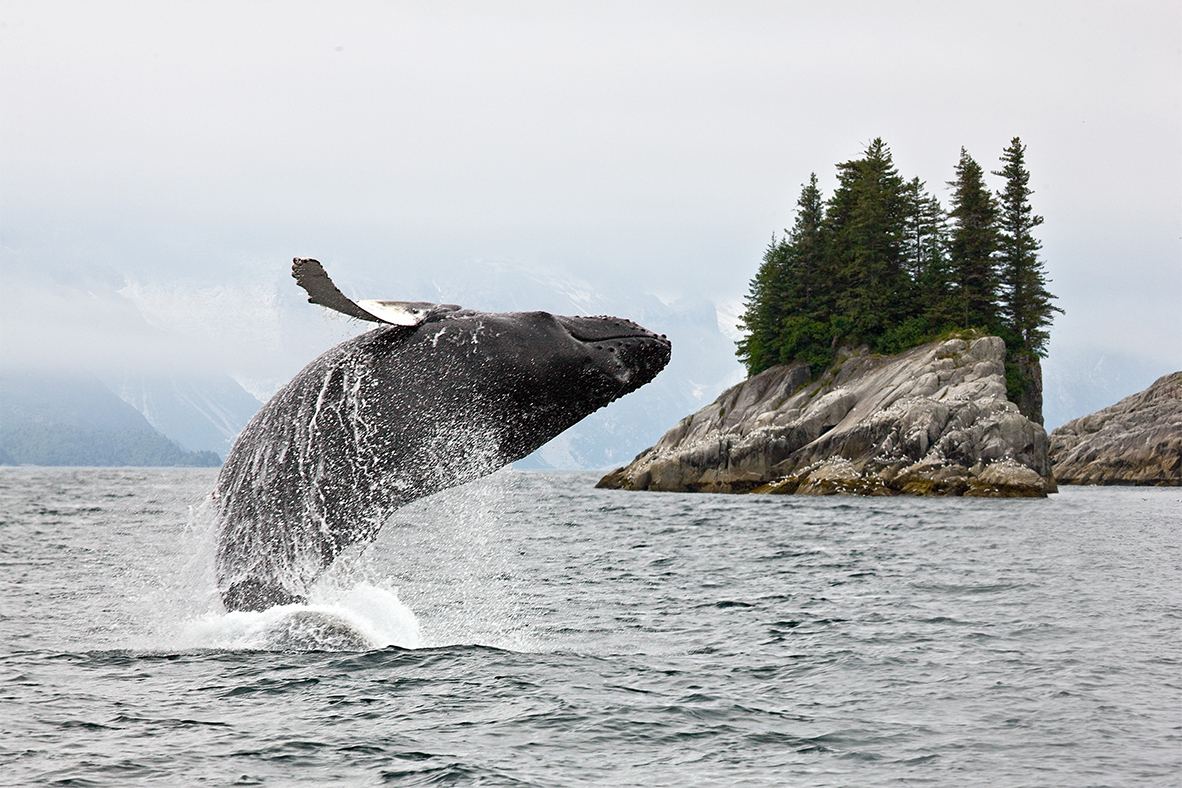 A humpback whale breaches out of the water in front of a rocky, tree-lined island with a huge splash.