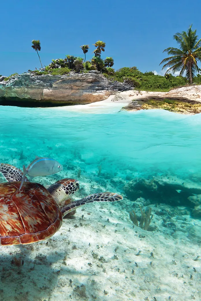 Sea turtle swimming